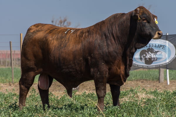 Lote Corral 34/35 - CABAÑA DON FELIPE
