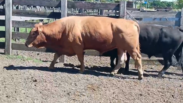 Lote 2 Toros 550kg - , San José