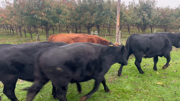 Lote 25 Novillo Engorda en Río Bueno, XIV Región Los Ríos