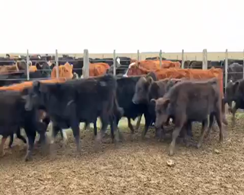 Lote 70 Terneros/as de 207Kg en Pilar, Buenos Aires