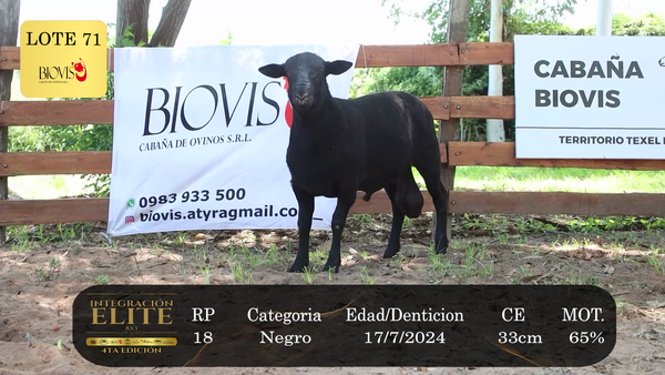 Lote LOTE 71