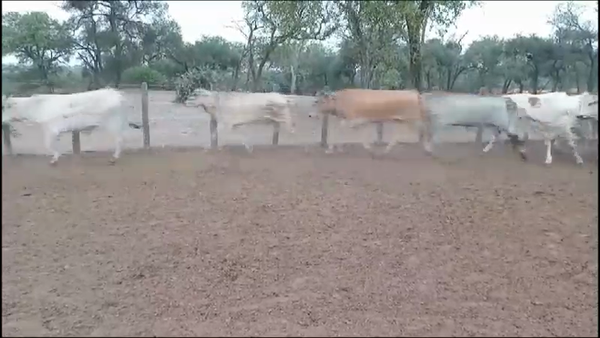 Lote 75 Novillitos en J.J. Castelli, Chaco