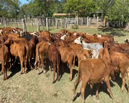 Lote 75 Terneros/as en Ituzaingó, Corrientes