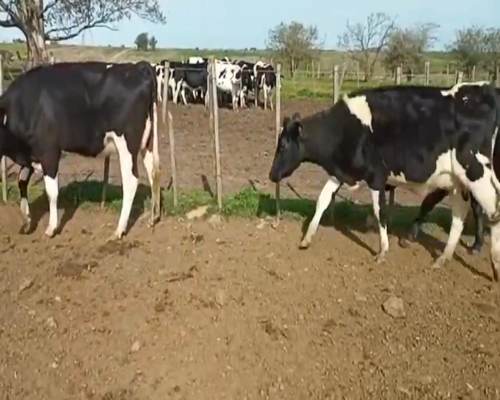 Lote (Vendido)3 Vaquillonas  Holando en Chamizo