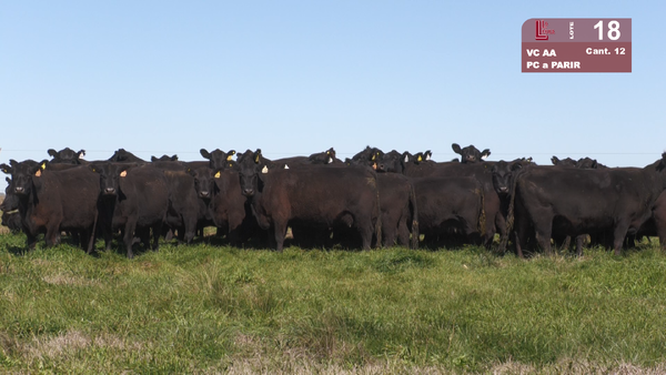 Lote VACAS ANGUS NEGRAS PURAS CONTROLADAS PARIDAS