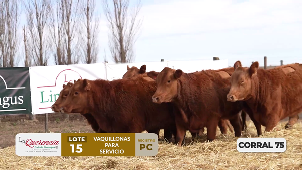 Lote VAQUILLONAS PC PARA SERVICIO