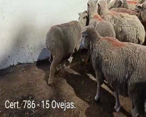 Lote OVEJAS