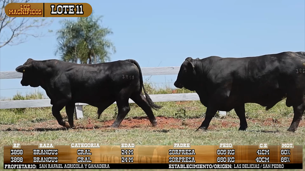 Lote LOTE 11 - VIVO
