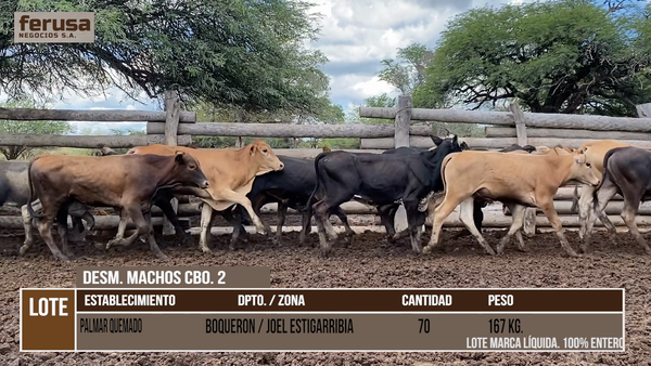 Lote PALMAR QUEMADO - LOTE 10