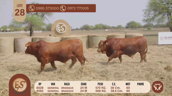 Lote TOROS BRANGUS 24 MESES