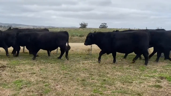 Lote Toros