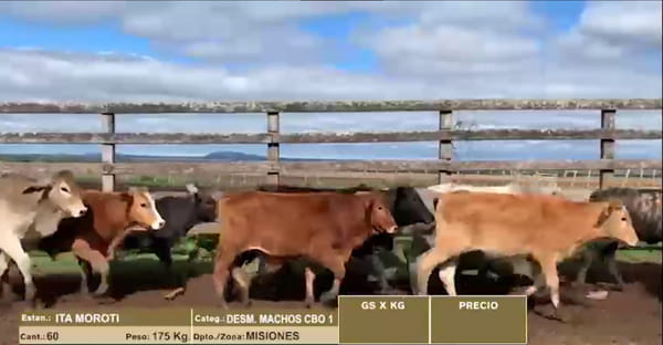 Lote 22º Entre Martillos - Lote 1