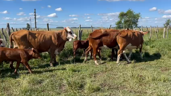 Lote 30 Vacas CUT con cría