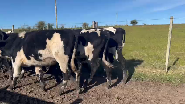 Lote 7 Novillos XX Normando 260kg -  en Pantanoso