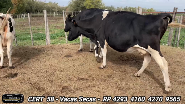 Lote 4 Vacas preñadas en Colonia