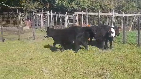 Lote 6 Terneros y Terneras CRUZAS 165kg -  en VIBORAS Y VACAS