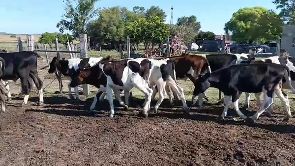 Lote 20 Terneros, San José