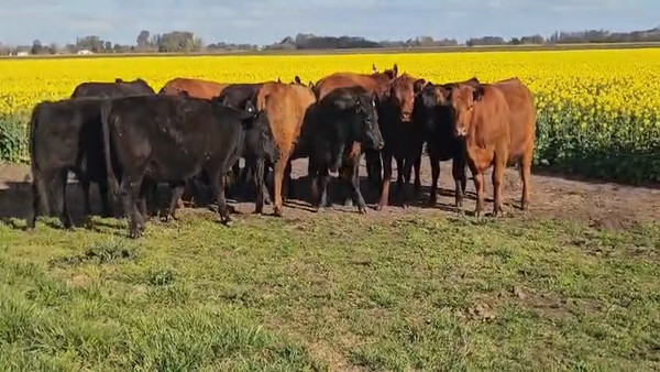 Lote 10 Vaquillonas c/garantía de preñez