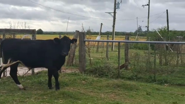 Lote Novillos 400kg - , San José