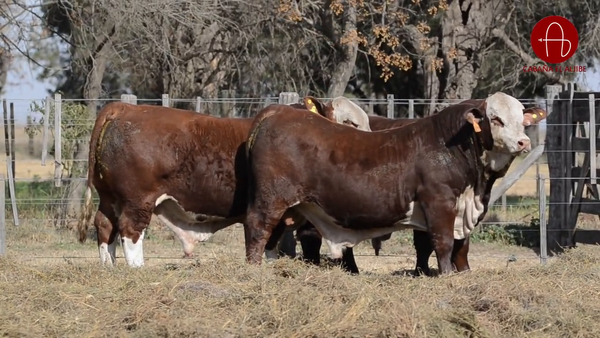 Lote BRAFORD EL ALJIBE