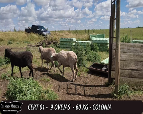 Lote (Vendido)9 Ovejas 6 CORRIEDALE Y 3 MILCHAF 60kg -  en  PASO HOSPITAL