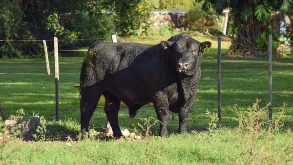 Lote CABAÑA COEMBOTÁ: RP O591