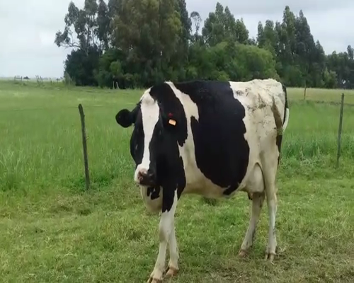 Lote (Vendido)2 Industria 540kg -  en CUFRE