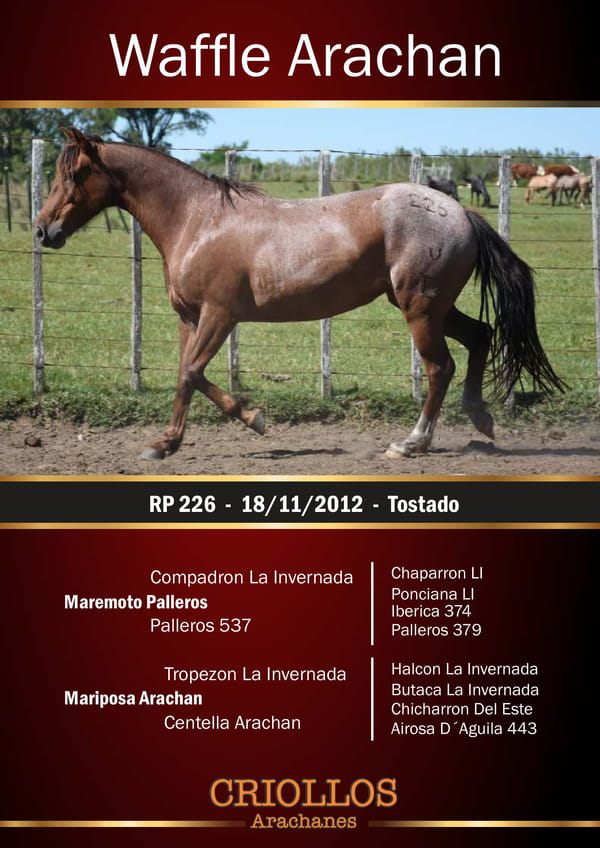 Lote Waffle Arachán - RP 226