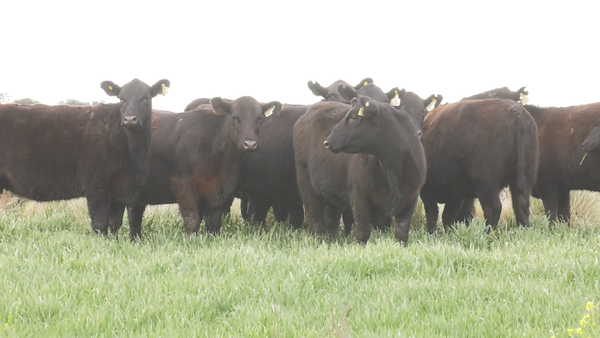 Lote VAQ. ANGUS NEGRAS  MAS C/GTÍA DE PREÑEZ PARICIÓN PRIMAVERA