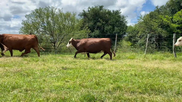 Lote 32 Vacas nuevas C/ gtia de preñez