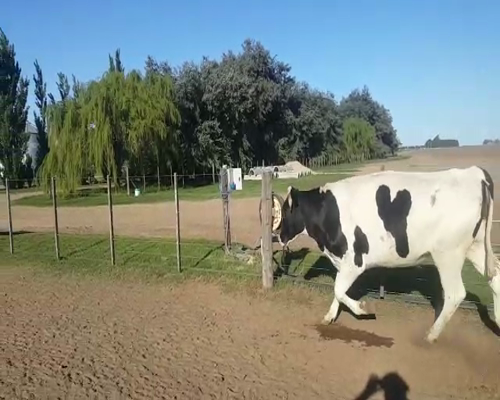 Lote (Vendido)8 Novillos, Córdoba