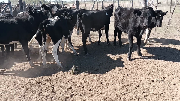 Lote 14 Novillitos y vaquillonas en Santa Fe, Palacios