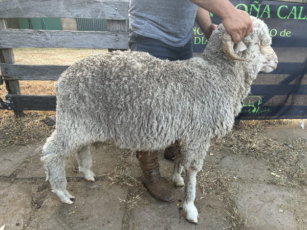 Lote Borrego 2D (MO: Si)