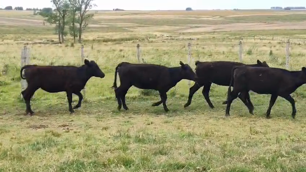 Lote 35 Terneras, San José