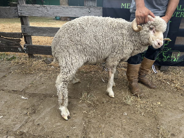 Lote Borrego 2D (MO: Si)