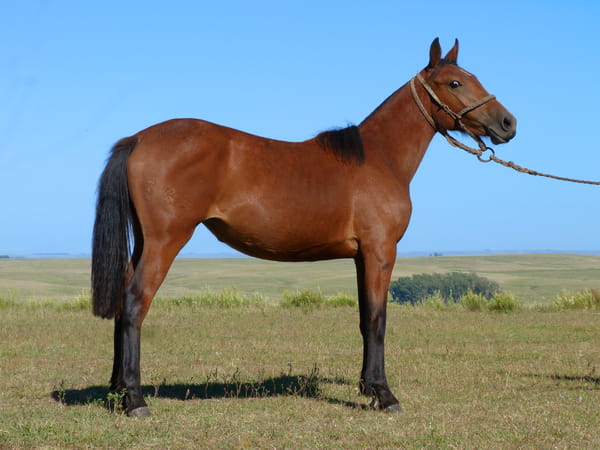 Lote Lavandina del Cerro Grande