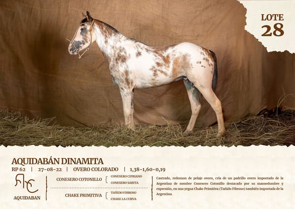 Lote AQUIDABAN DINAMITA