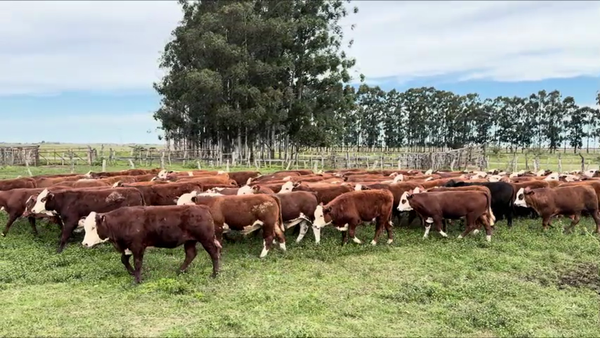 Lote 110 Terneros