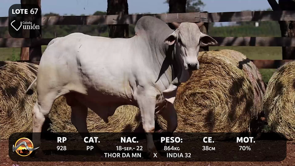 Lote LOTE 67