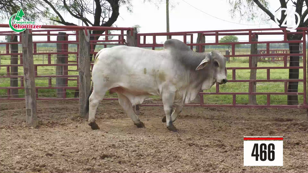 Lote Brahman