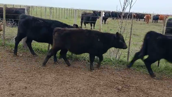 Lote 31 Terneras en Olavarria