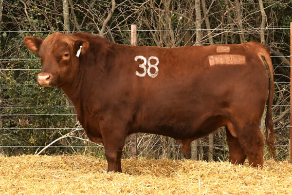 45523 — TOROS ANGUS PC