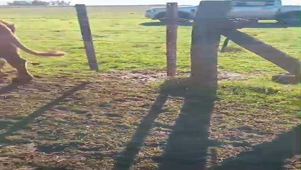Lote 27 Vacas CUT preñadas en Daireaux