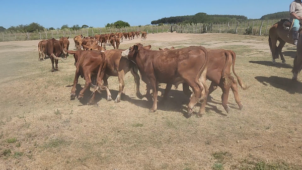 Lote 75 Novillitos en Esquina, Corrientes