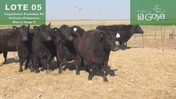 Lote VAQUILLONAS PREÑADAS PC PARICIÓN PRIMAVERA