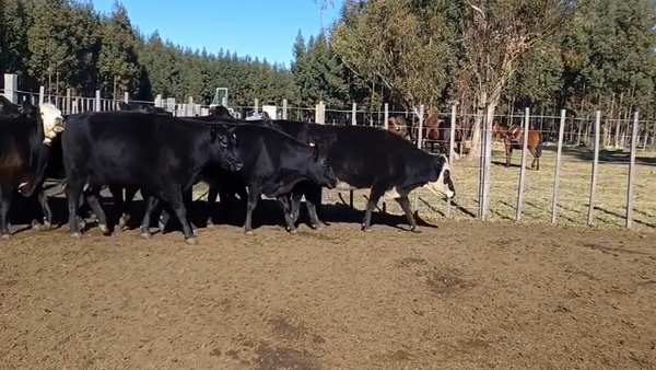 Lote (Vendido)52 Vacas de Invernada ANGUS 400kg -  en PALMITAS