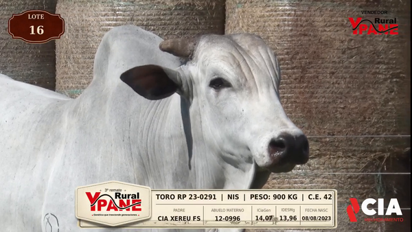Lote Lote 16