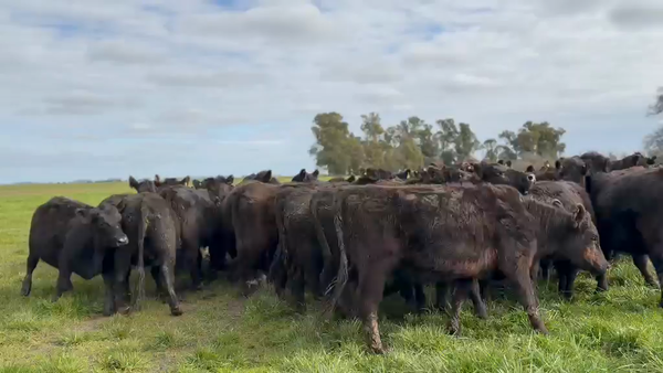 Lote 45 Vaquillonas preñadas
