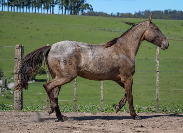Lote Celosa La Calavera