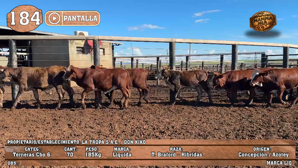 Lote LOTE 184 - PANTALLA